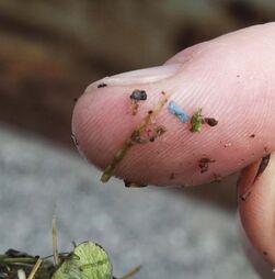 Greenpeace deteta microplásticos em alimentos infantis embalados em bolsas flexíveis