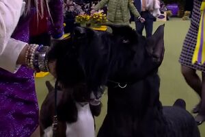 Este cão foi considerado o melhor canino na 149ª exposição anual do Westminster Kennel Club em Nova Iorque