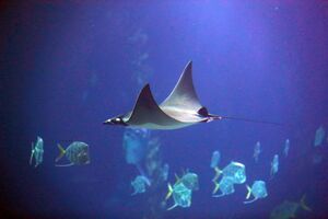 raia oceanário