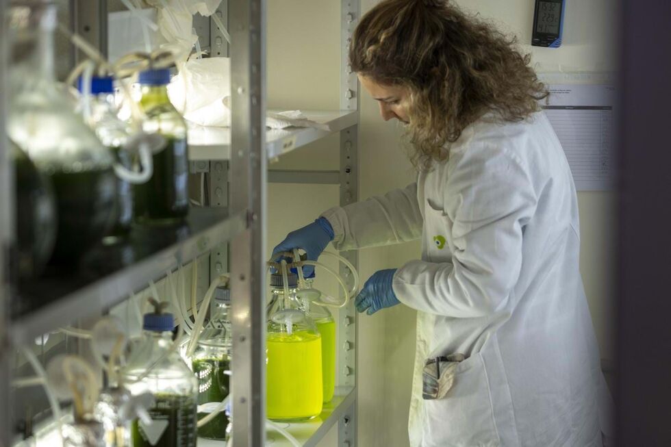 Microalgas nos balões