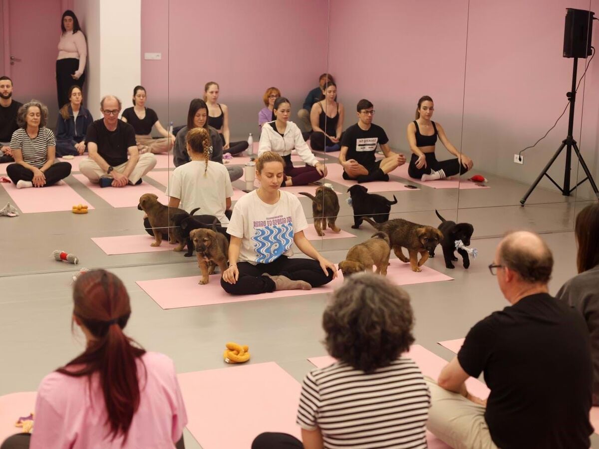 As vantagens de fazer ioga com cães