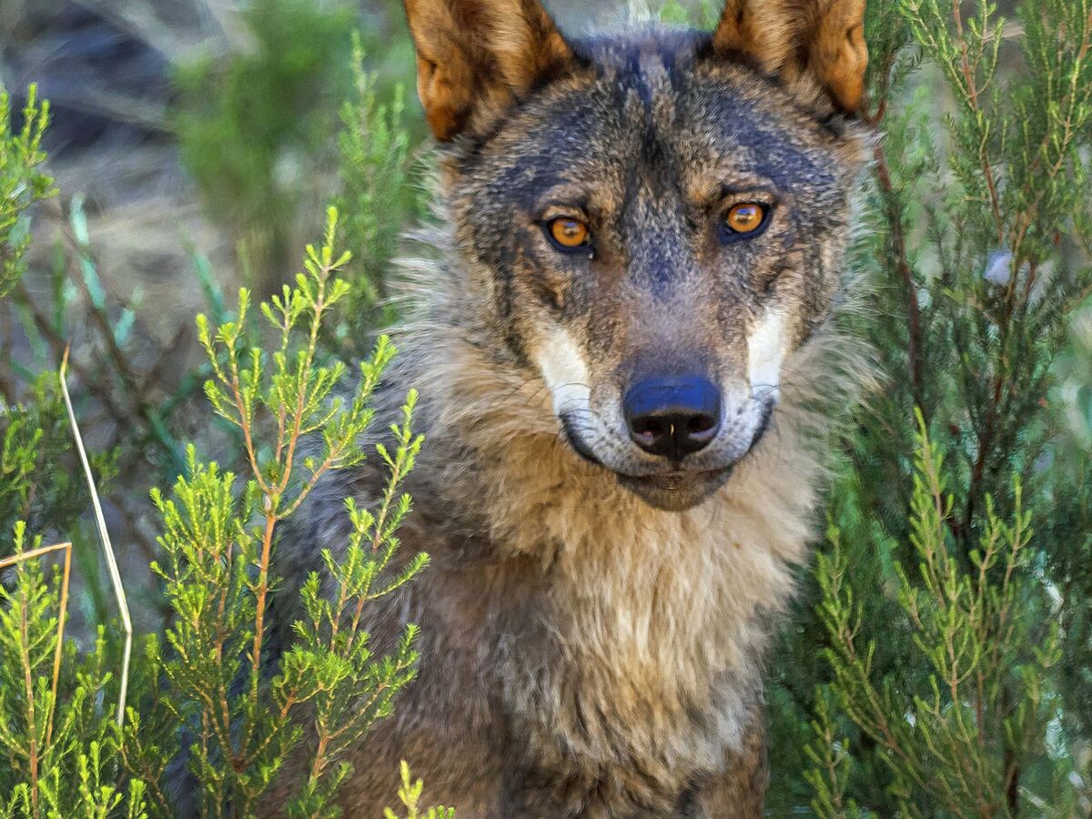 Caçar lobos vai ser possível?