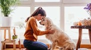 <![CDATA[ Estes são os 5 sentimentos que os cães partilham com os humanos. Descubra o que significam e como se manifestam ]]>