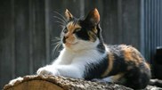 <![CDATA[ Tem um gato tricolor em casa? Fique a saber que o seu felino é bastante especial especial. Descubra porquê ]]>