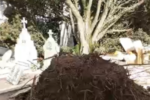 Árvores caem e destroem campas de cemitério em Sintra. Veja as imagens