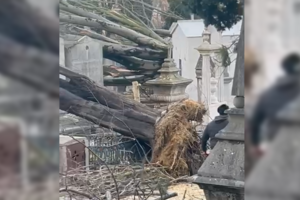 Mau tempo arranca árvores do cemitério do Alto de São João em Lisboa