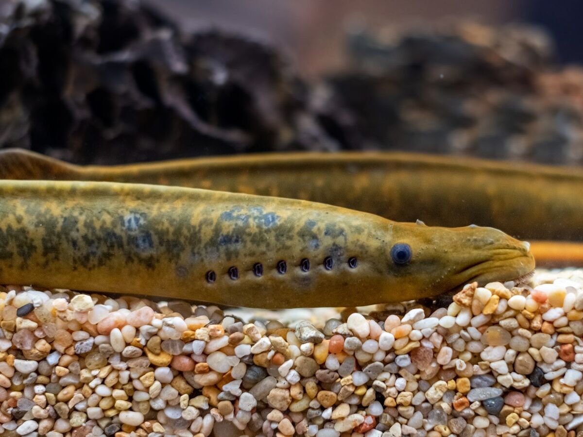 A lampreia está em perigo