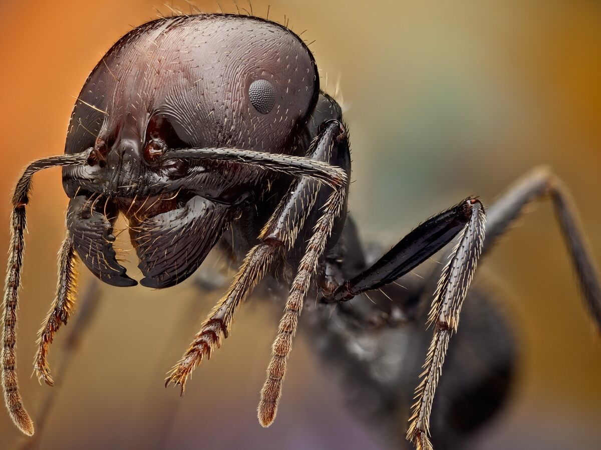 Stop ao tráfico de formigas