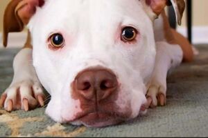 “O meu cão não para de arranhar o chão!” Existe uma razão para este comportamento canino