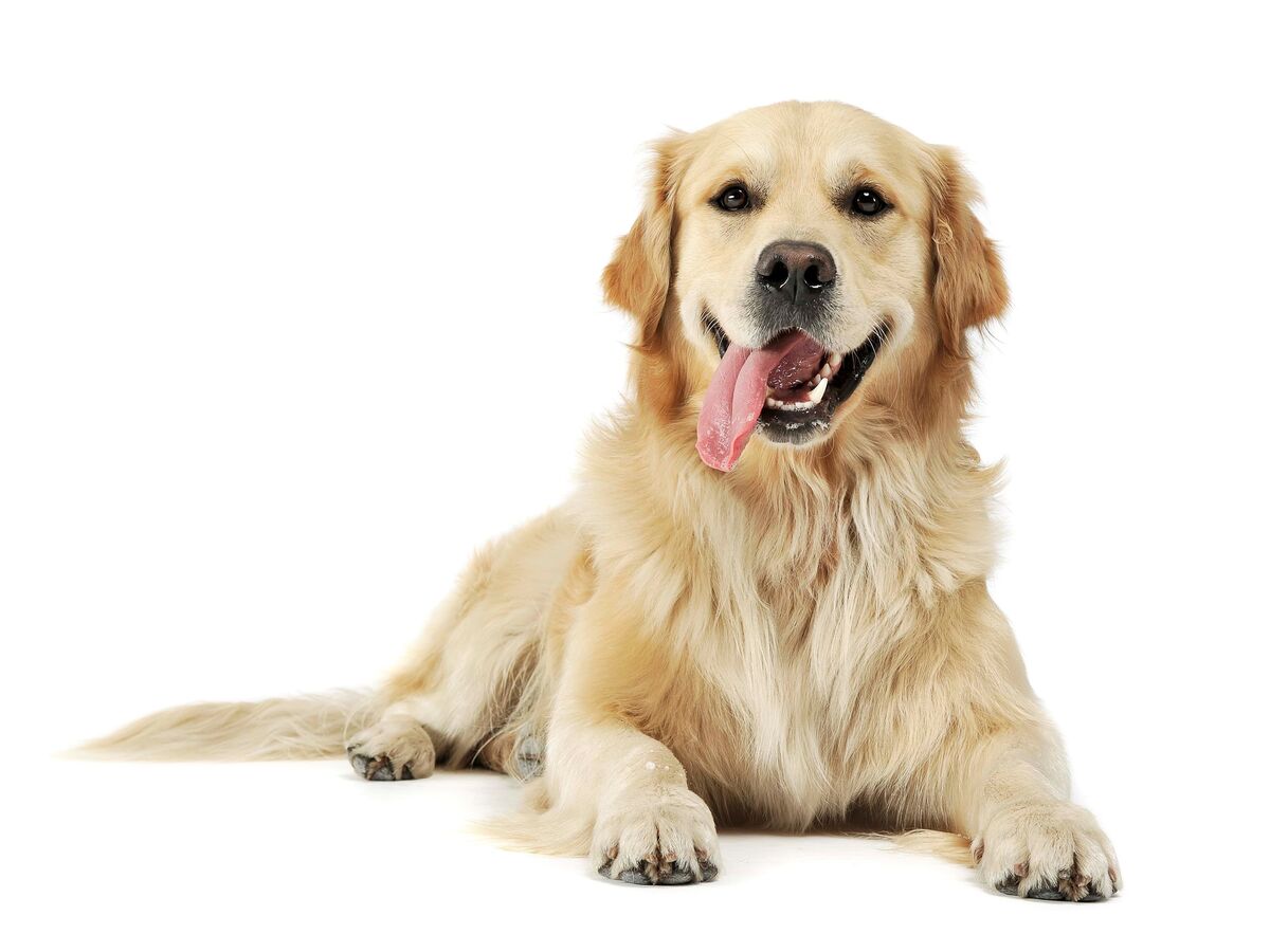 As redes criminosas para furto de cães em Portugal