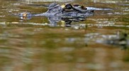 <![CDATA[ Cinco pessoas foram resgatadas depois de passarem 36 horas cercadas por jacarés  ]]>