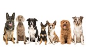 <![CDATA[ Seguros para cães e gatos disparam em Portugal ]]>