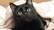 <![CDATA[ Afinal, os animais pretos dão azar? Acabamos com o mito sobre estes patudos que também merecem ser acolhidos ]]>
