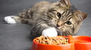 <![CDATA[ Tenha atenção: estes são os alimentos proibidos para os gatos! ]]>