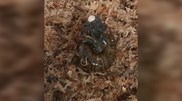 <![CDATA[ Raro caracol hermafrodita é filmado pela primeira vez a pôr um ovo ]]>