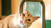 <![CDATA[ 4 formas de proteger o seu gato de infeções urinárias ]]>