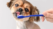 <![CDATA[ Problemas com as lambidelas? Estes são os 3 alimentos para reduzir o mau hálito no patudo! ]]>