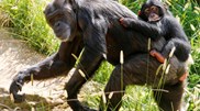 <![CDATA[ Chimpanzés selvagens usam "primeiros socorros na floresta" ]]>