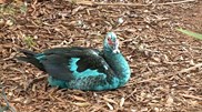 <![CDATA[ Derrame de químico deixa patos e gansos tingidos de azul em lago no Brasil ]]>