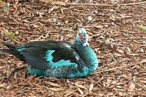 SÁBADO - Derrame de químico deixa patos e gansos tingidos de azul em lago no Brasil