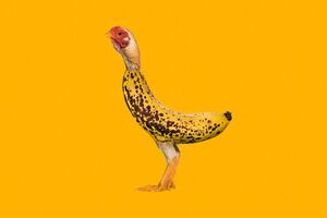 SÁBADO - Bananas e galinhas? "Chicken Banana" é a nova obsessão do TikTok