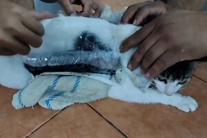 Guardas prisionais apanham gato a transportar droga para prisão na Costa Rica   