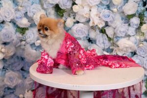  Pet Gala, onde se reúnem os cães mais chiques do ano