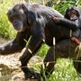 Chimpanzés selvagens usam 'primeiros socorros na floresta'