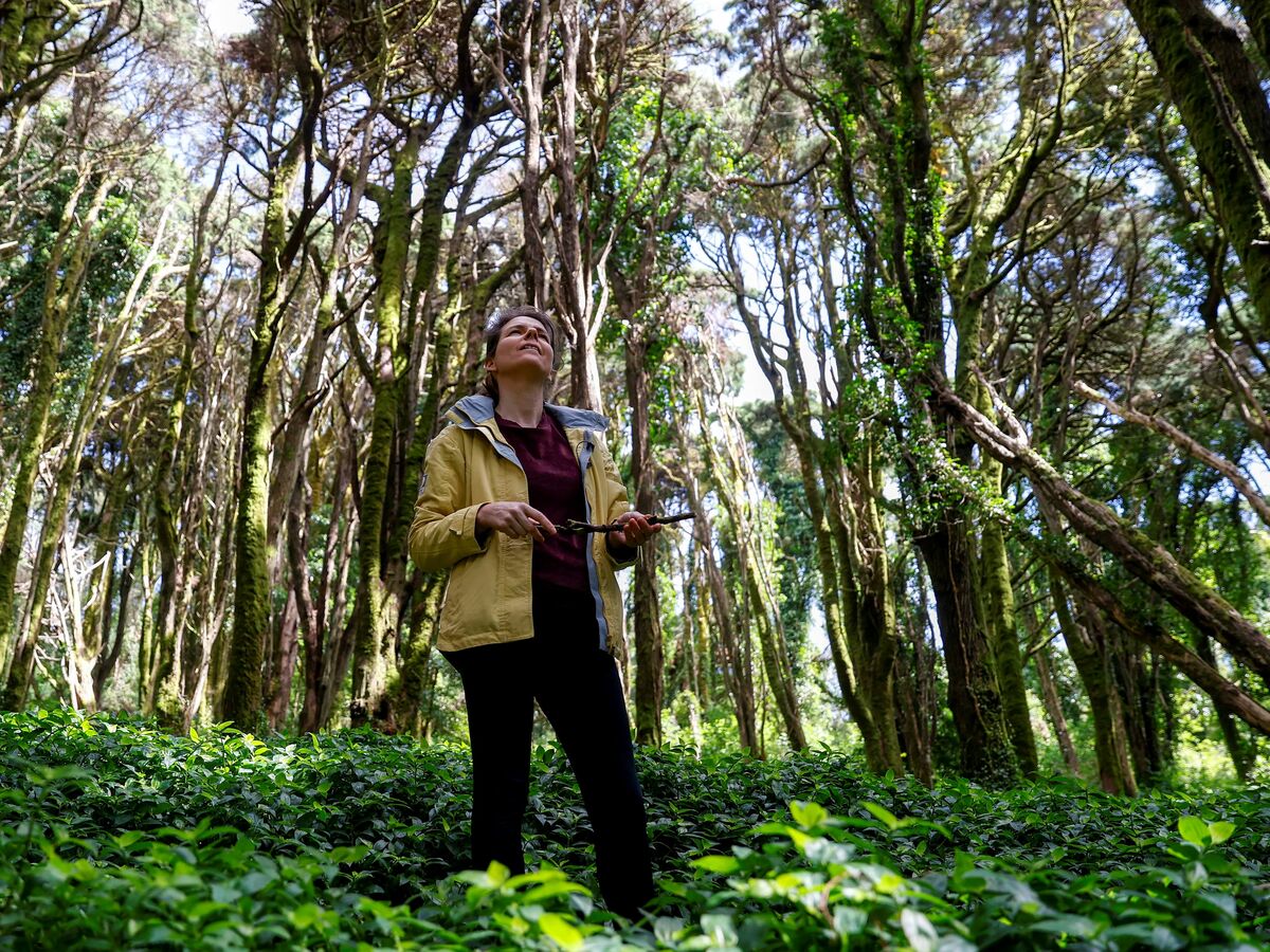 Fizemos um banho de floresta