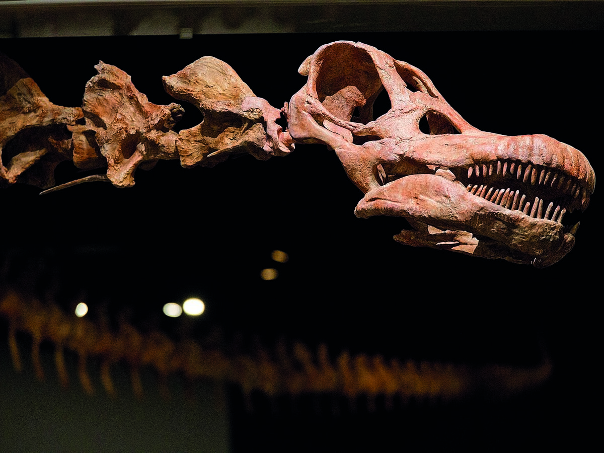 Os escaravelhos que vivem no museu 