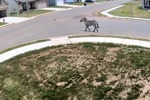 Zebra ‘fugitiva’ apanhada a passear em bairro nos EUA 
