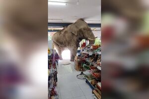 SABADO-Elefante entra em supermercado na Tailândia e ‘ataca’ prateleiras 