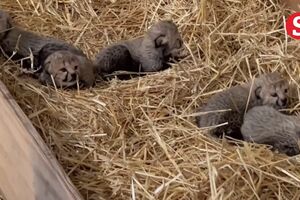 Pela primeira vez em sete anos nasceram crias de chita num zoo nos EUA