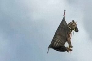 Zebra que estava em ‘fuga’ nos EUA há sete dias foi capturada e transportada de helicóptero  