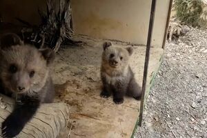 Ursos bebés escapam de parque no Reino Unido e são apanhados à procura de comida no alpendre de uma casa
