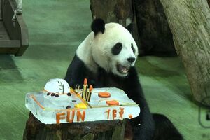Yuanbao, o panda gigante do jardim zoológico de Taipé, celebra 5.º aniversário com um bolo de gelo