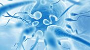 <![CDATA[ Procedimento pioneiro permite que crianças com cancro possam vir a ter filhos ]]>