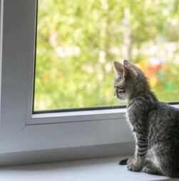 Sente que o seu amigo de quatro patas anda muito ansioso? Ajudamo-lo a perceber o que se passa e como alterar esse comportamento