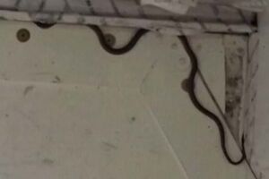 Cobra encontrada dentro de avião na Austrália