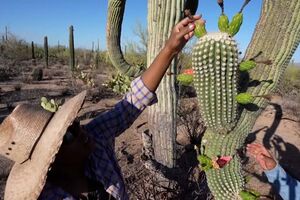 Colheita do fruto “sagrado” no Arizona marca o Ano Novo para tribo  