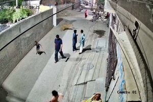 Leão salta muro e a ataca mulher e filhos no Paquistão