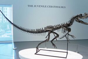 Maior pedaço de Marte na Terra e esqueleto de dinossauro estimados em milhões de euros leiloados em Nova Iorque