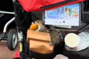 Esquilo apanhado a roubar pedaço de frango de carrinho de bebé em parque da Disney