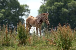 Irresistível: Zebra bebé brinca com o irmão no Zoo