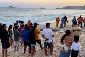 Baleia jubarte morta dá à costa em praia do Rio de Janeiro 