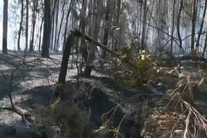 Incêndio em Tondela causa destruição de terrenos agrícolas e estufas florais