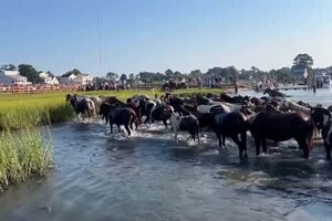 Centenária travessia: Póneis selvagens de Chincoteague encantam ao nadar pelo canal assateague