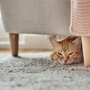 O seu gato anda mais cansado? Há três motivos que poderão estar a causar essa exaustão