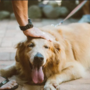 E se lhe dissermos que um cão a abanar a cauda nem sempre está feliz? Descubra tudo!