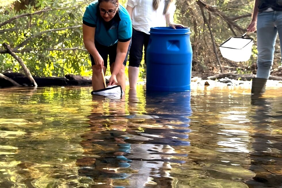 Repovoamento de escalos-do-Arade na Ribeira de Odelouca pelo Projeto Falanges